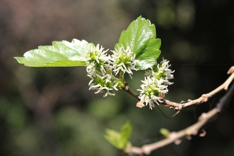 image result for mulberry plant