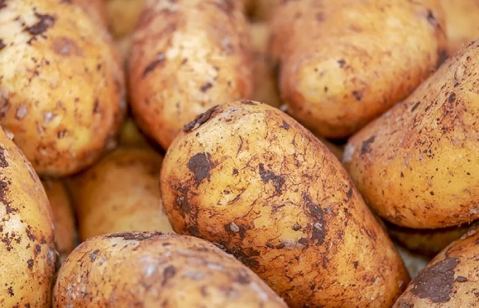 image result for potato
