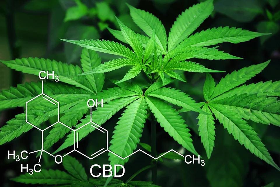 Cannabidiol